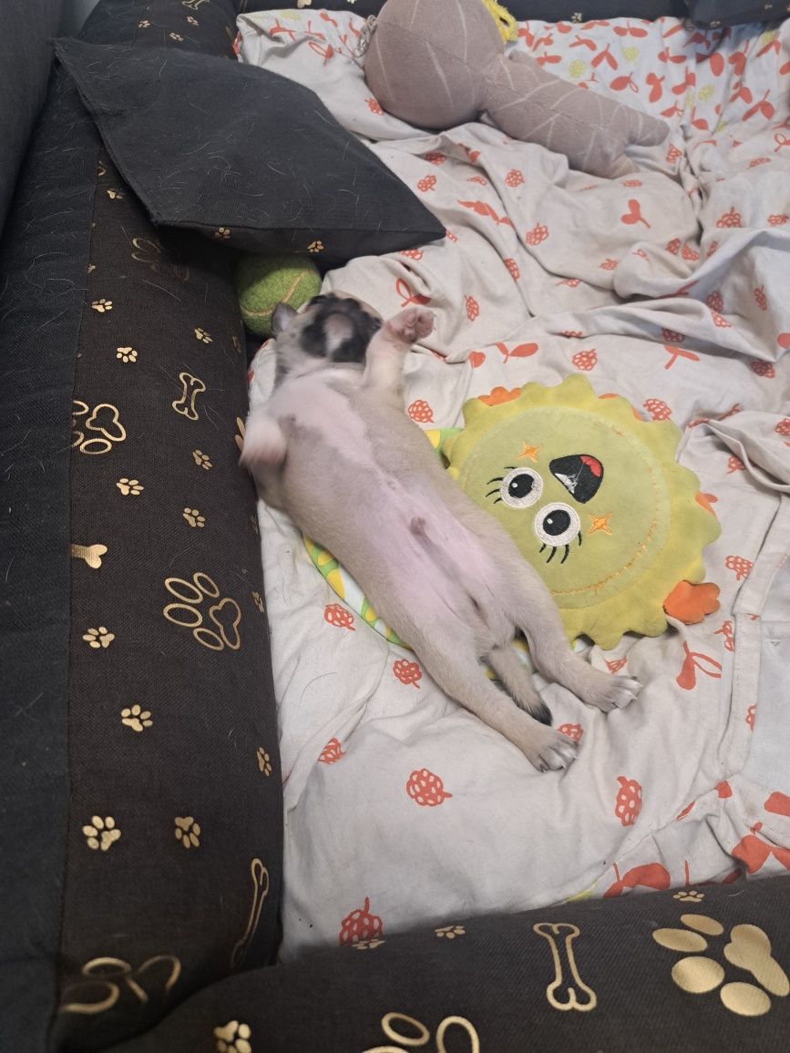 Chihuahua krótkowłosy