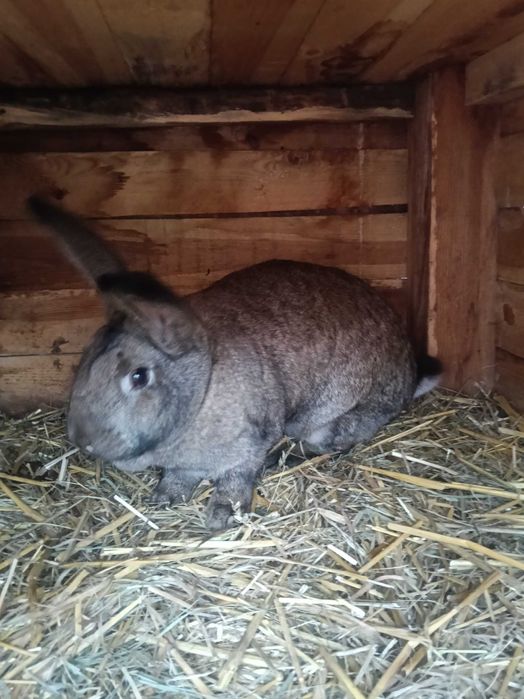 Sprzedam króle belgijskie