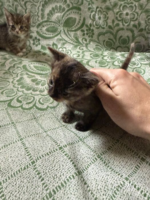 Полукровные котята + обычные
