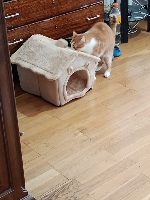 Casinha Pet confortável