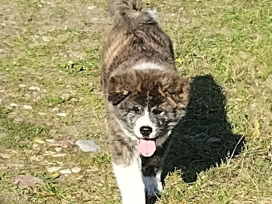 Odbiór Japońska Akita Inu