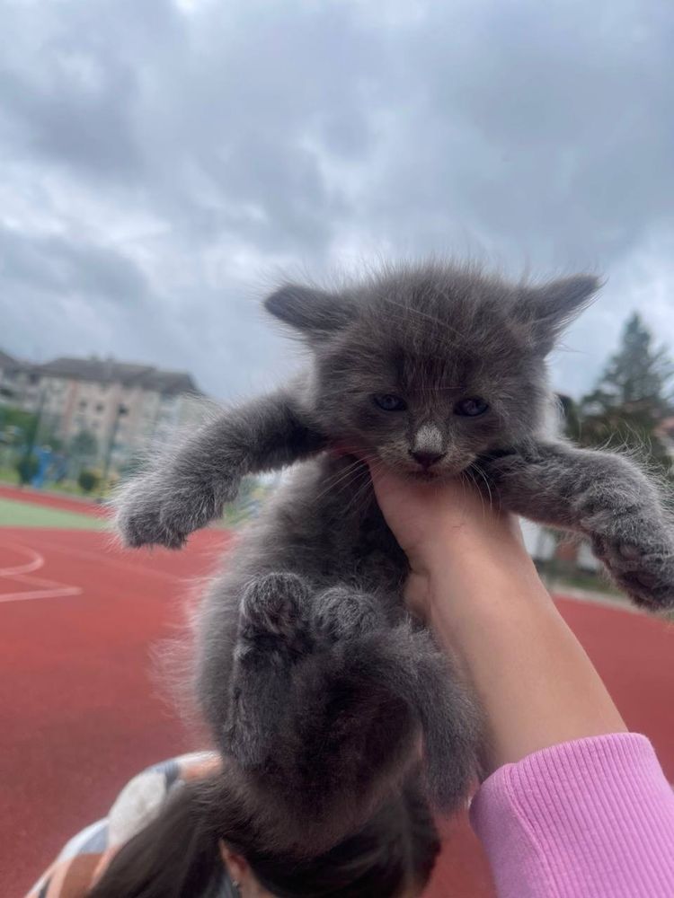 віддамо в добрі руки котиків)
