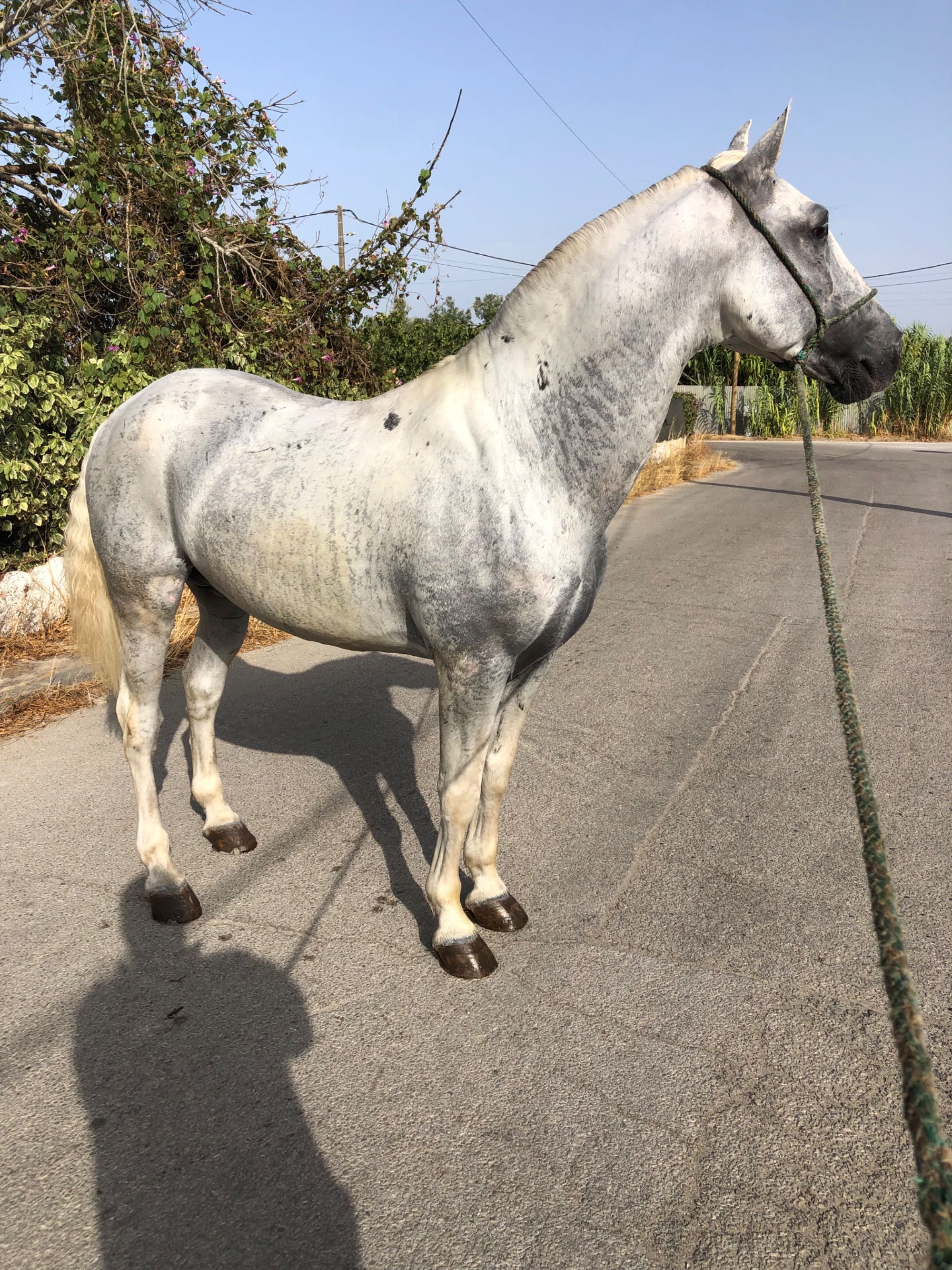 Cavalo engatado cruzado lusitano