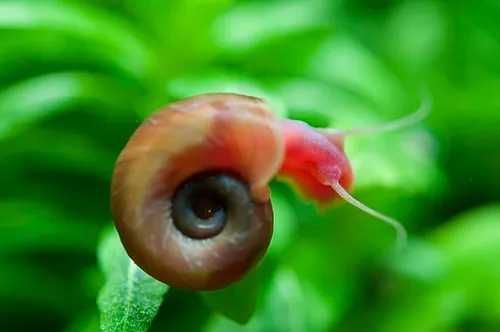Caracóis Planorbis Corneus Red