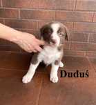 Border Collie, Piesek z Rodowodem, Rodzice przebadani, Duduś