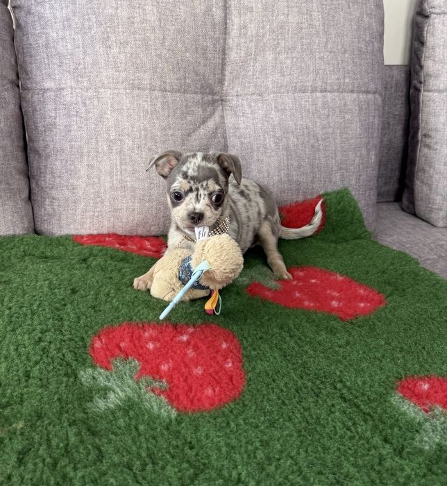 Chihuahua sunia blue merle krótkowłosa