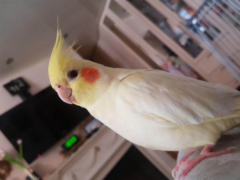 Корела пара корел