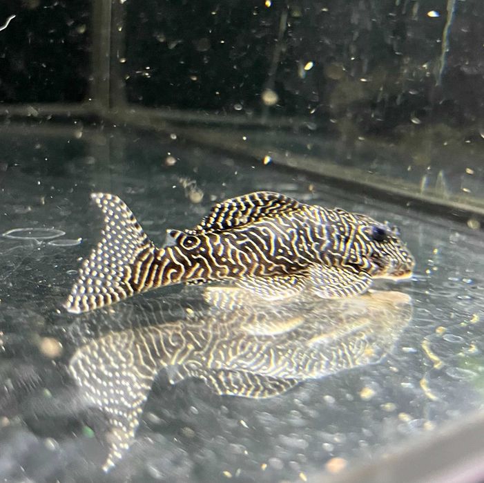 Glonojad L260, Tina ZOO Zabrze