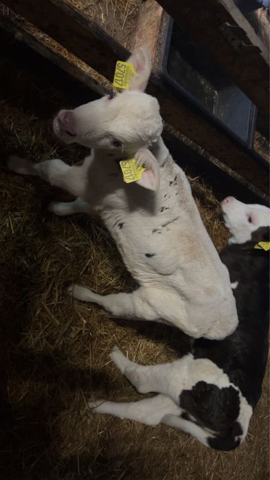 Cielaki byczki 3 tygodniowe 6 sztuk