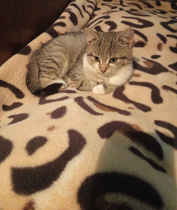 Віддамо котенят у добрі руки