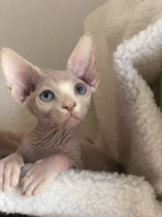 Котенок мальчик канадик