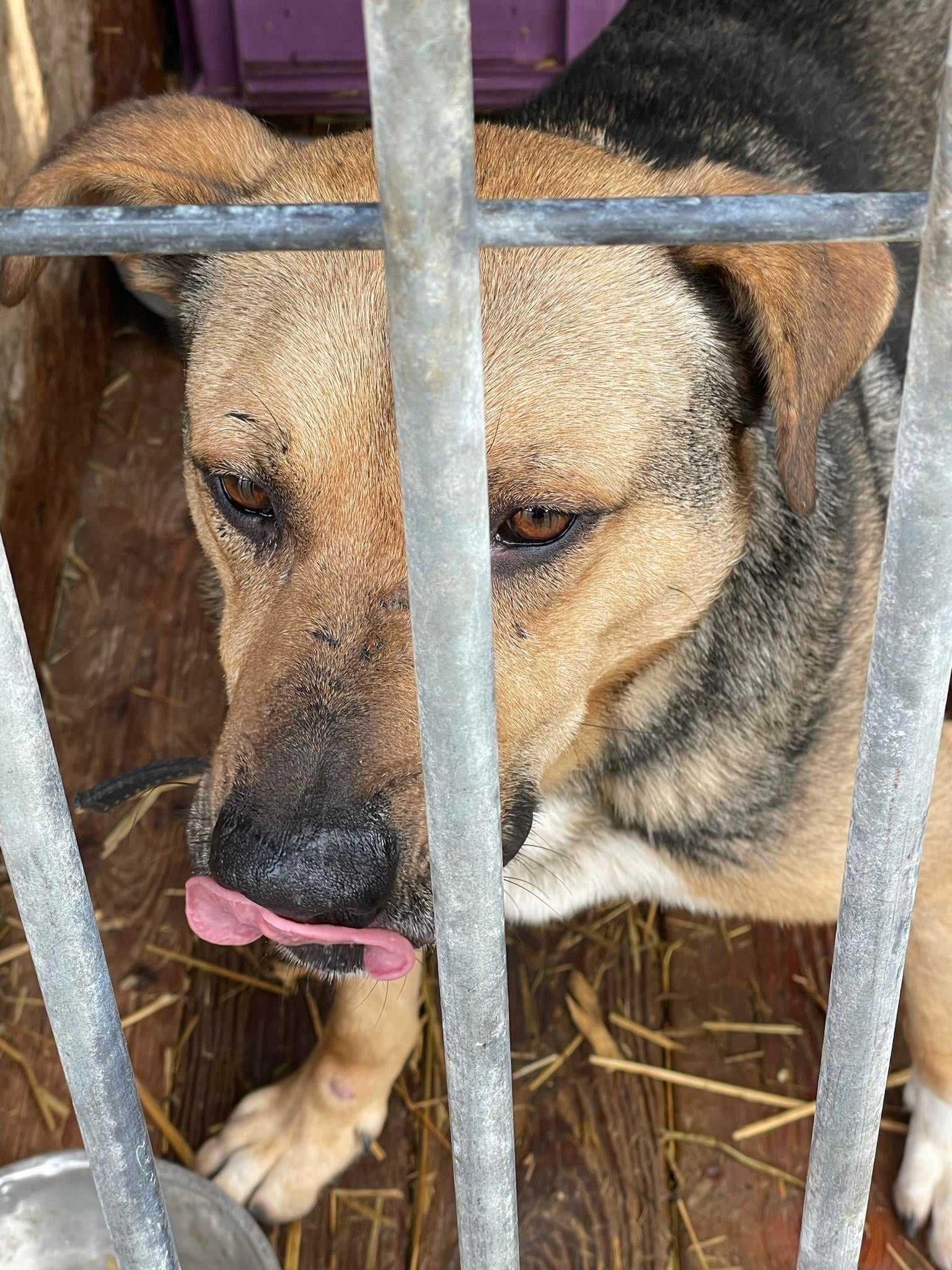 Przerażony, zagłodzony, młody JUNAK w typie TTB szuka domu !!