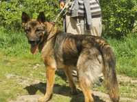 Shadow około 7 letni pies w typie owczarka niemieckiego ADOPCJA