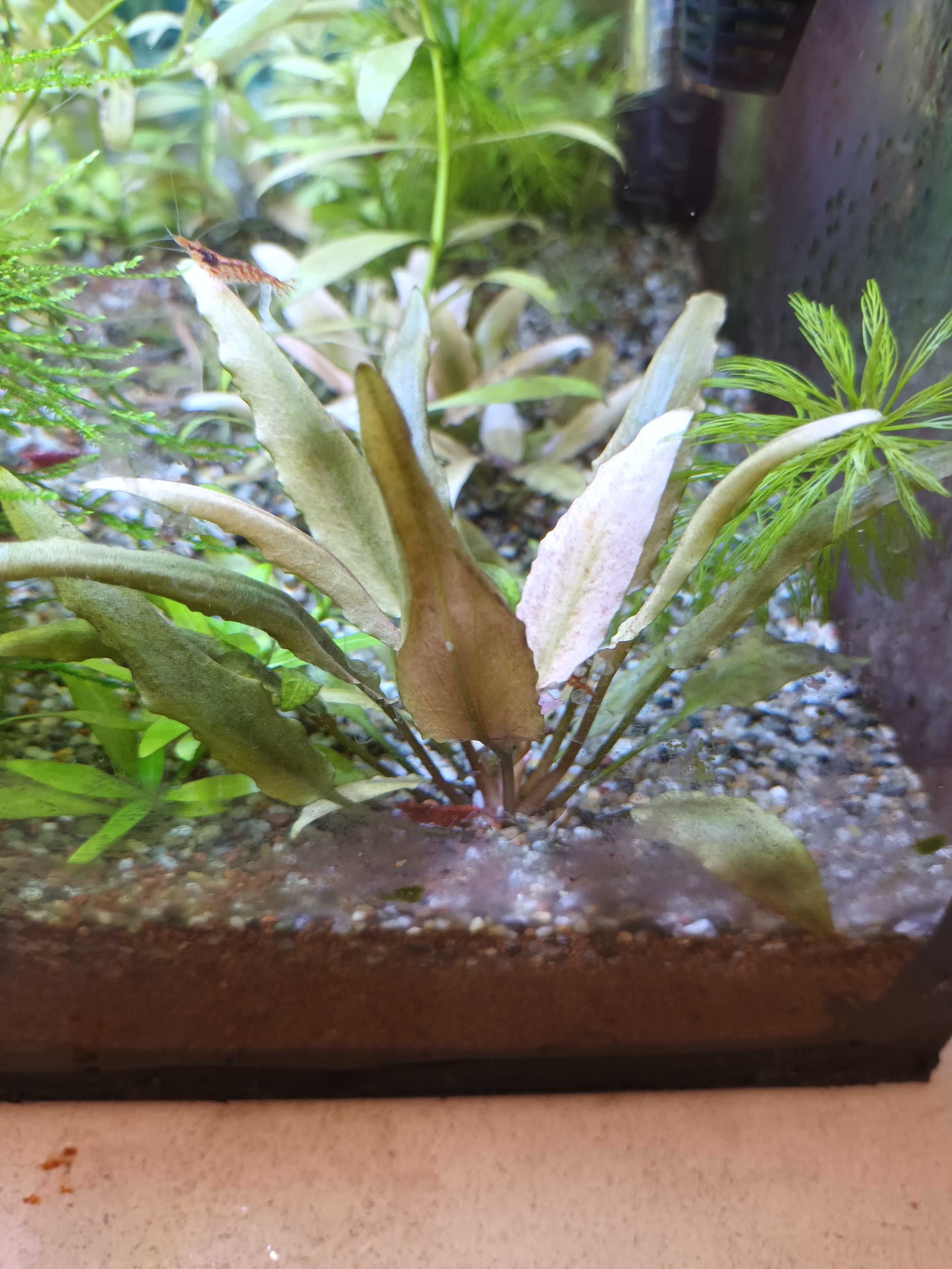 Varias plantas para aquário