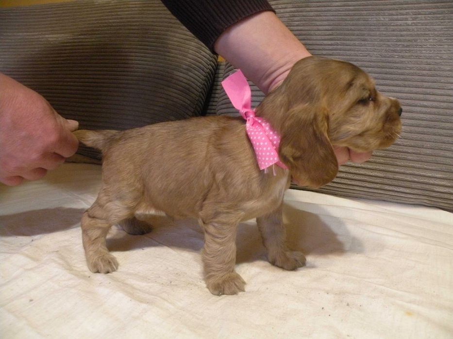 cocker spaniel angielski piesek