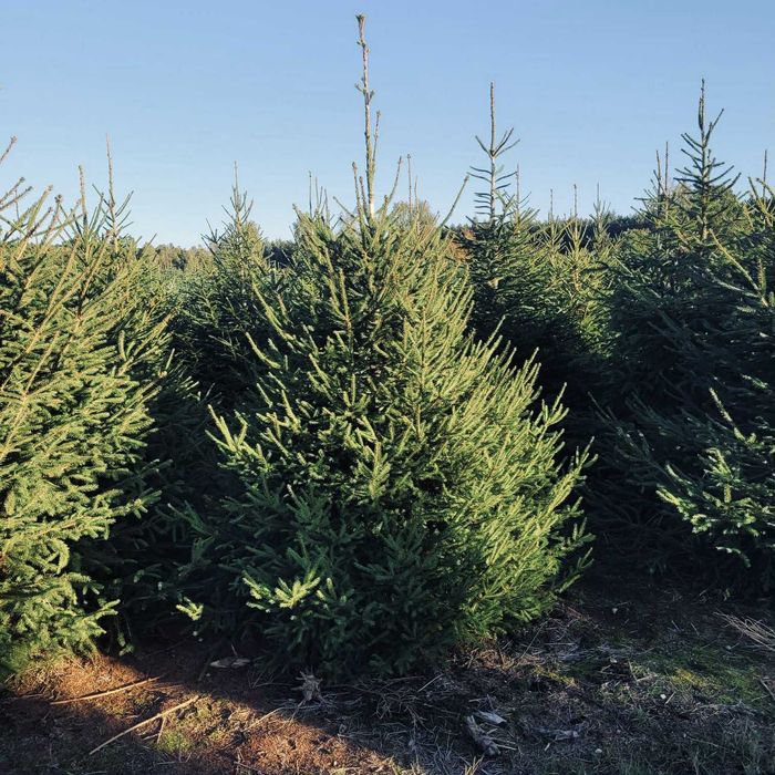 Swierk pospolity formowany 1.80-2.50 jodla kaukaska choinki