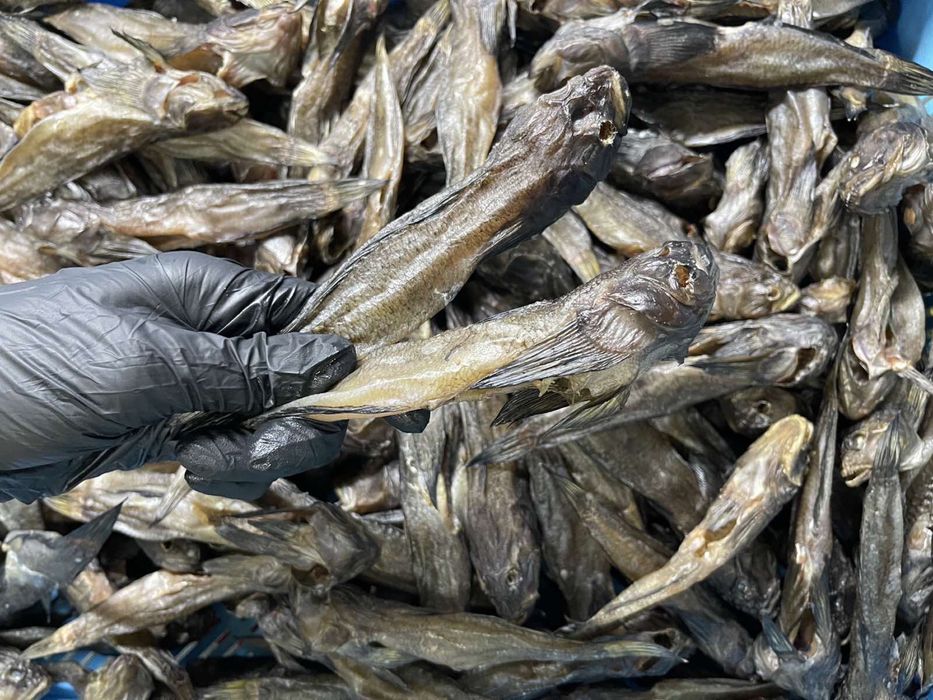 корюшка, камбала