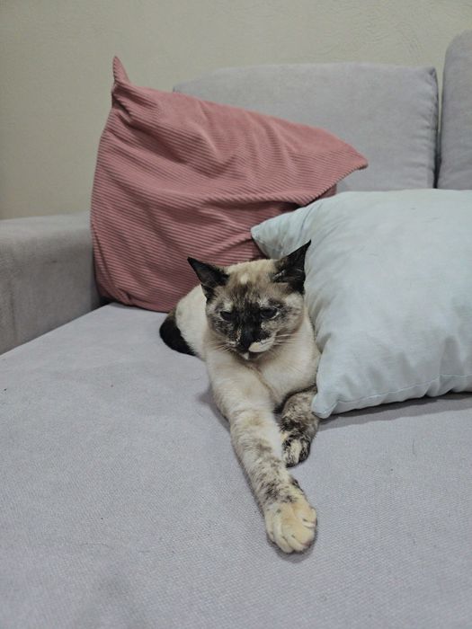 Da se gata com 5 meses