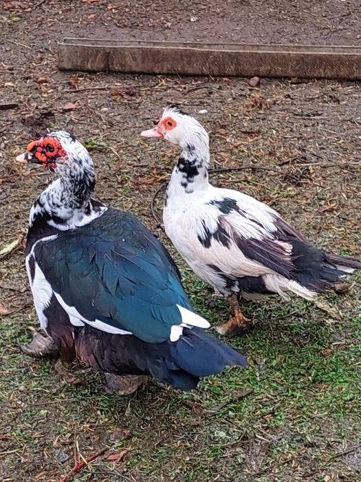 Casal de patos reprodutores