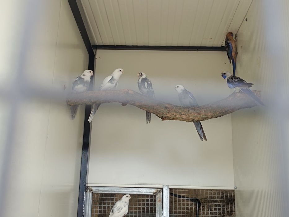 Roselas elegantes para cedência