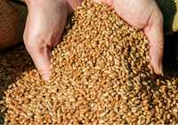 Пшениця - 2 т/5000 грн, ячмінь -3 т/5000 грн