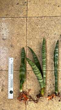 Planta espada-de-são-jorge ou Sanseveria trifasciata