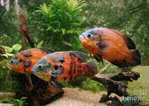 oscar ( Astronotus ocellatus]