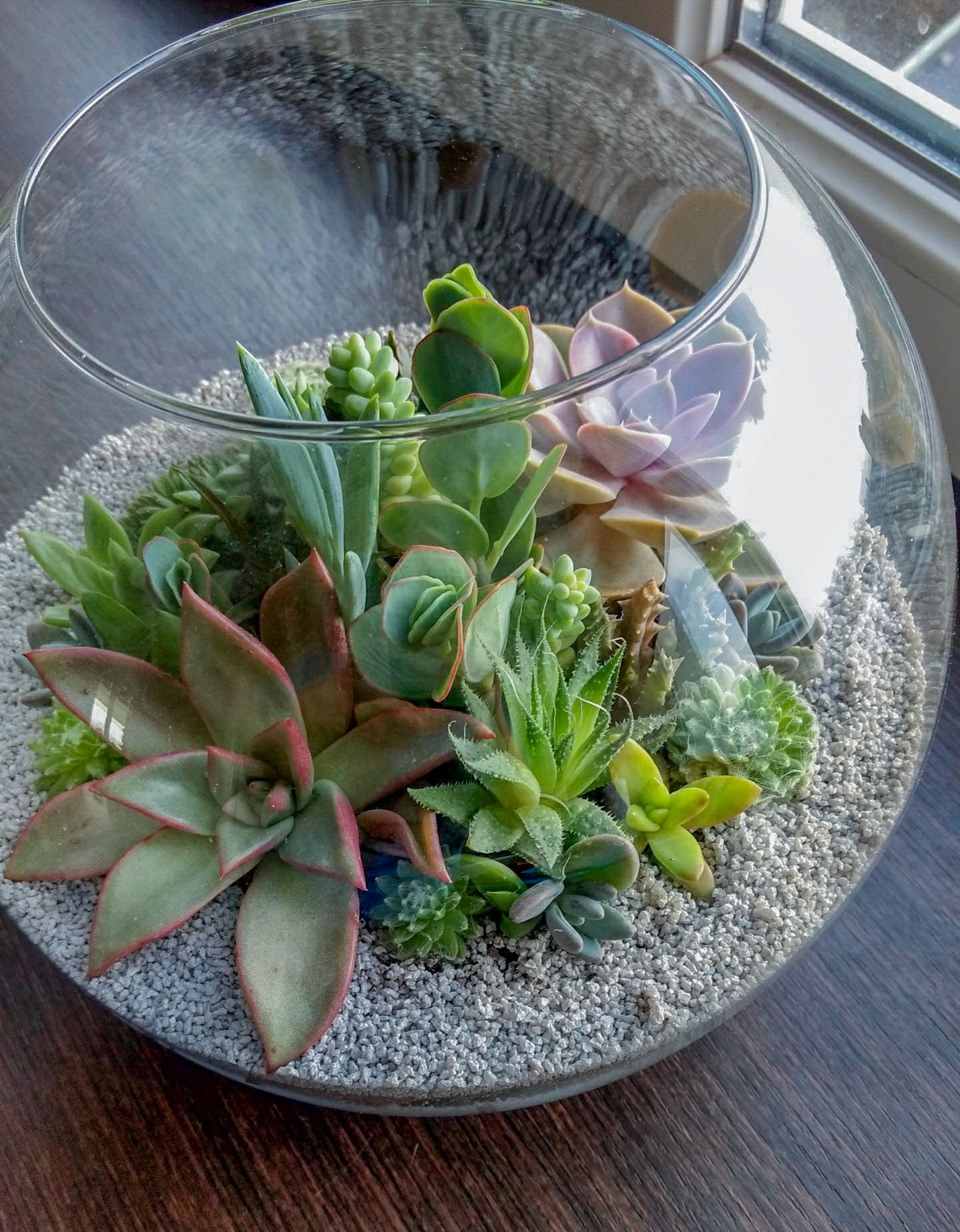 Флораріум з композицією з сукулентних рослин у скляній кулі.