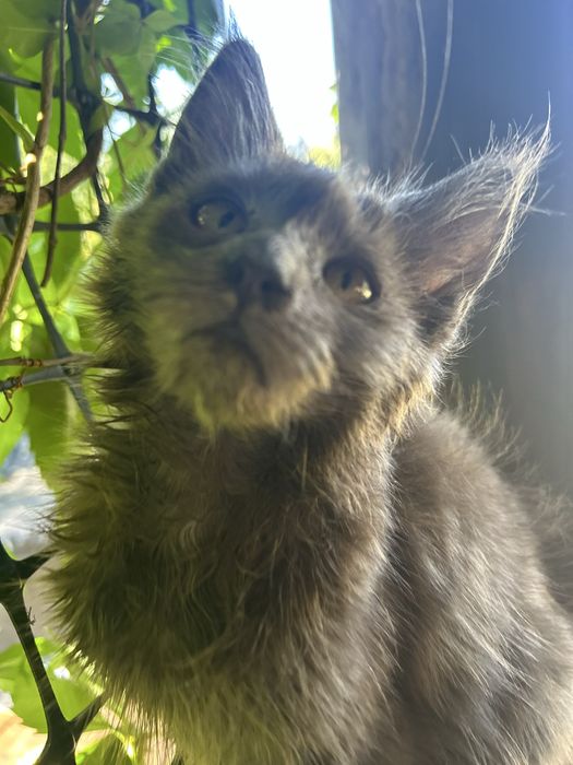 Maine coon  niebieski solid