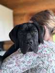 Czarna jak smoła suczka Cane Corso z domowej hodowli ZKwP/FCI
