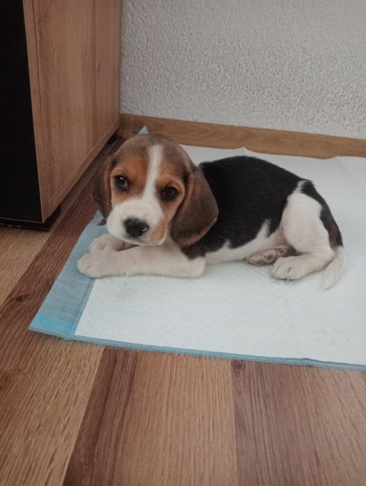 Beagle szczeniak