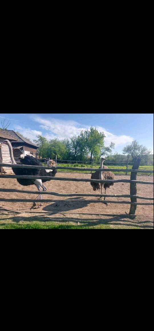 Інкубаційні яйця.Продам страусів , Один хлопець та багато дівчат