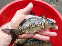 Karp kroczek itd