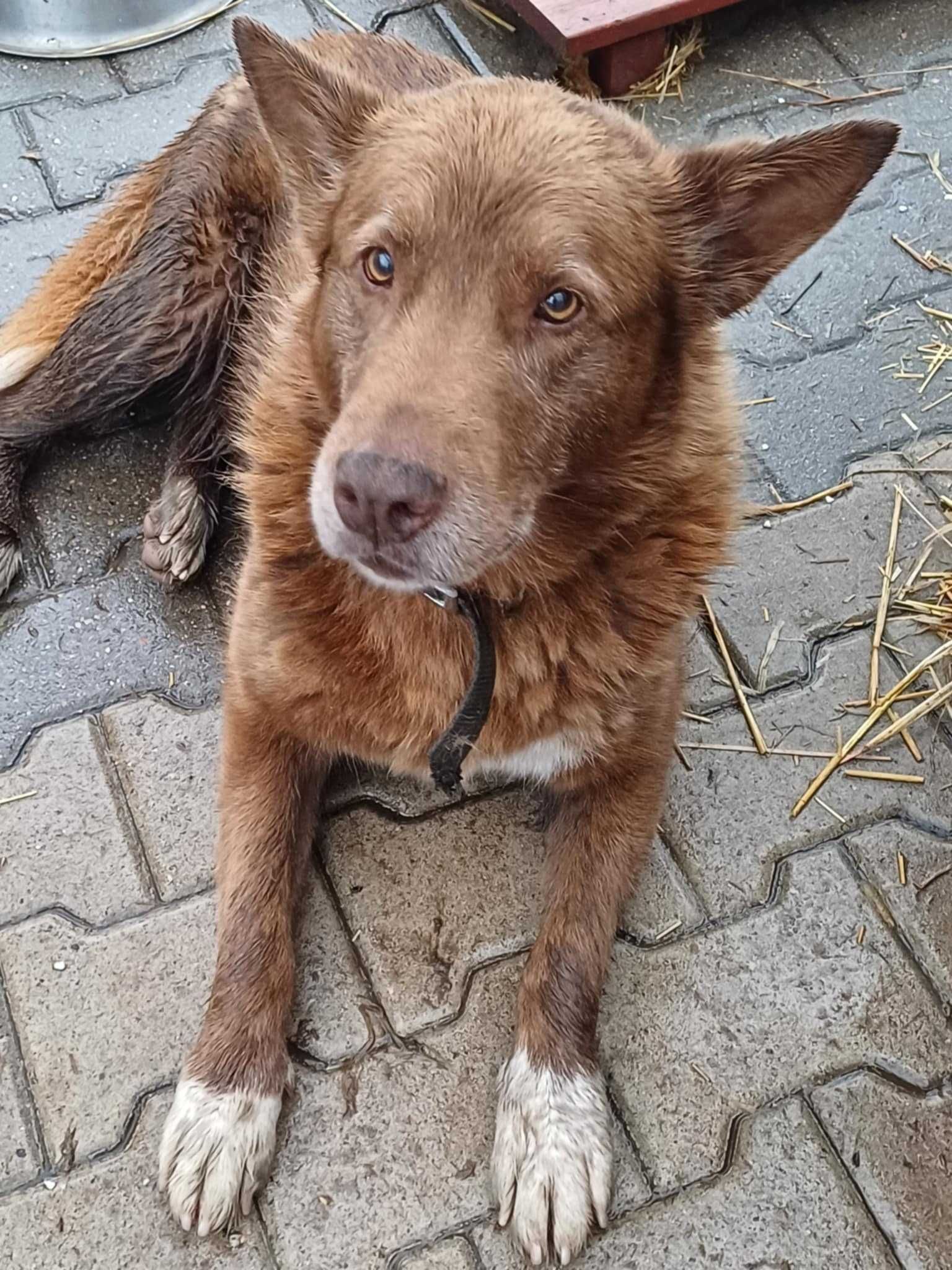 ZORA ok 7/8 let sunia -TO NIE CZAS NA UMIERANIE  Sylwia Wa
