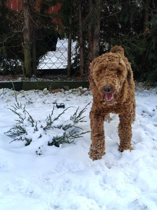 Szczenię pudel średni red z metryką