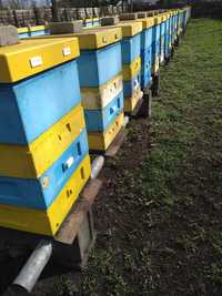 Pszczoły , rodziny pszczele przezimowane