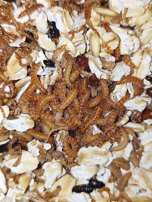 Жук знахарь, мини мучник, кормовая культура