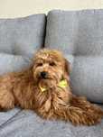 Cavapoo piekny piesek do odbioru