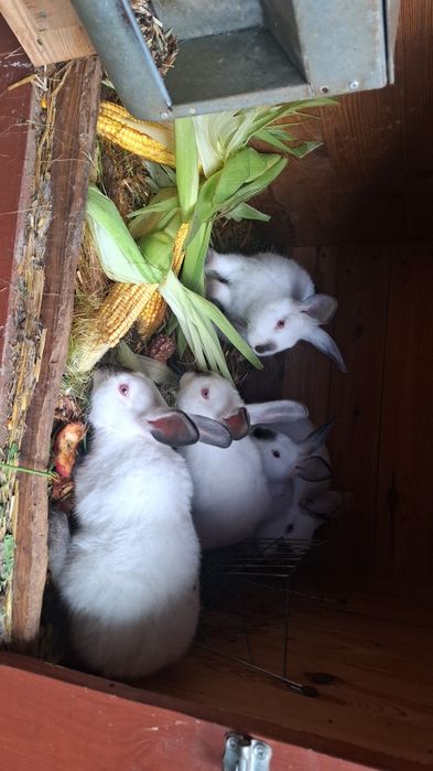 Króliki Kalifornia czarna