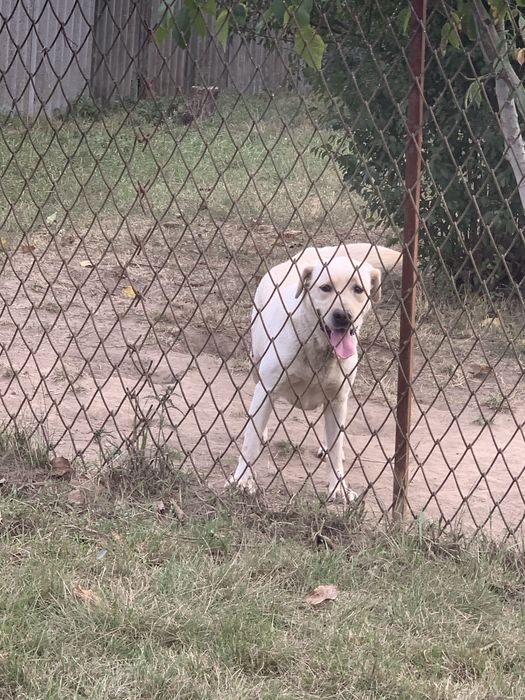 Продам дівчинку Лабрадора