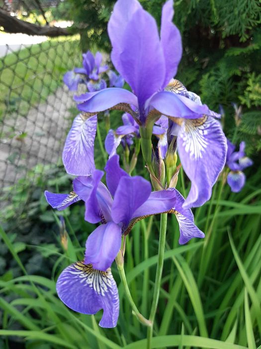 Irysy kosaćce fioletowe, niebieskie - 6 sadzonek
