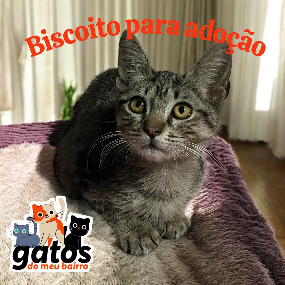Gatinho Biscoito para adoção