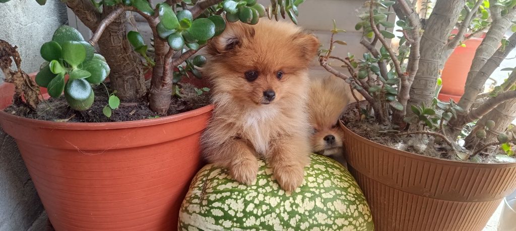 Spitz alemão anão, lulu da pomerânia