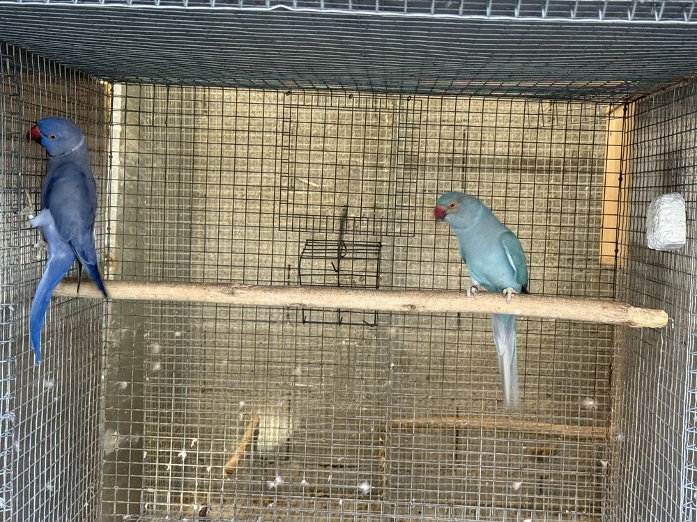 Casal Ring Neck Reprodutor