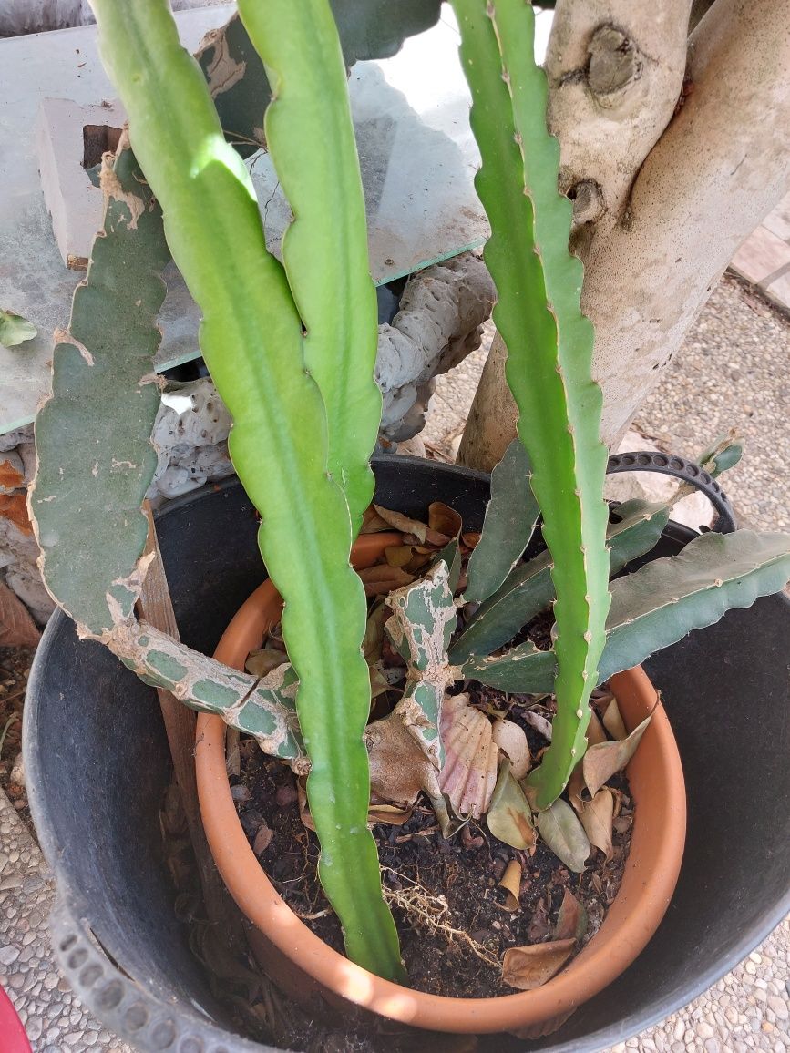 Plantas Pitayas vermelhas enraizadas