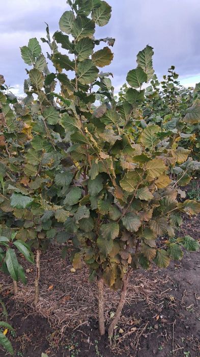 Продам саджанці фундука на ведмежому горісі.