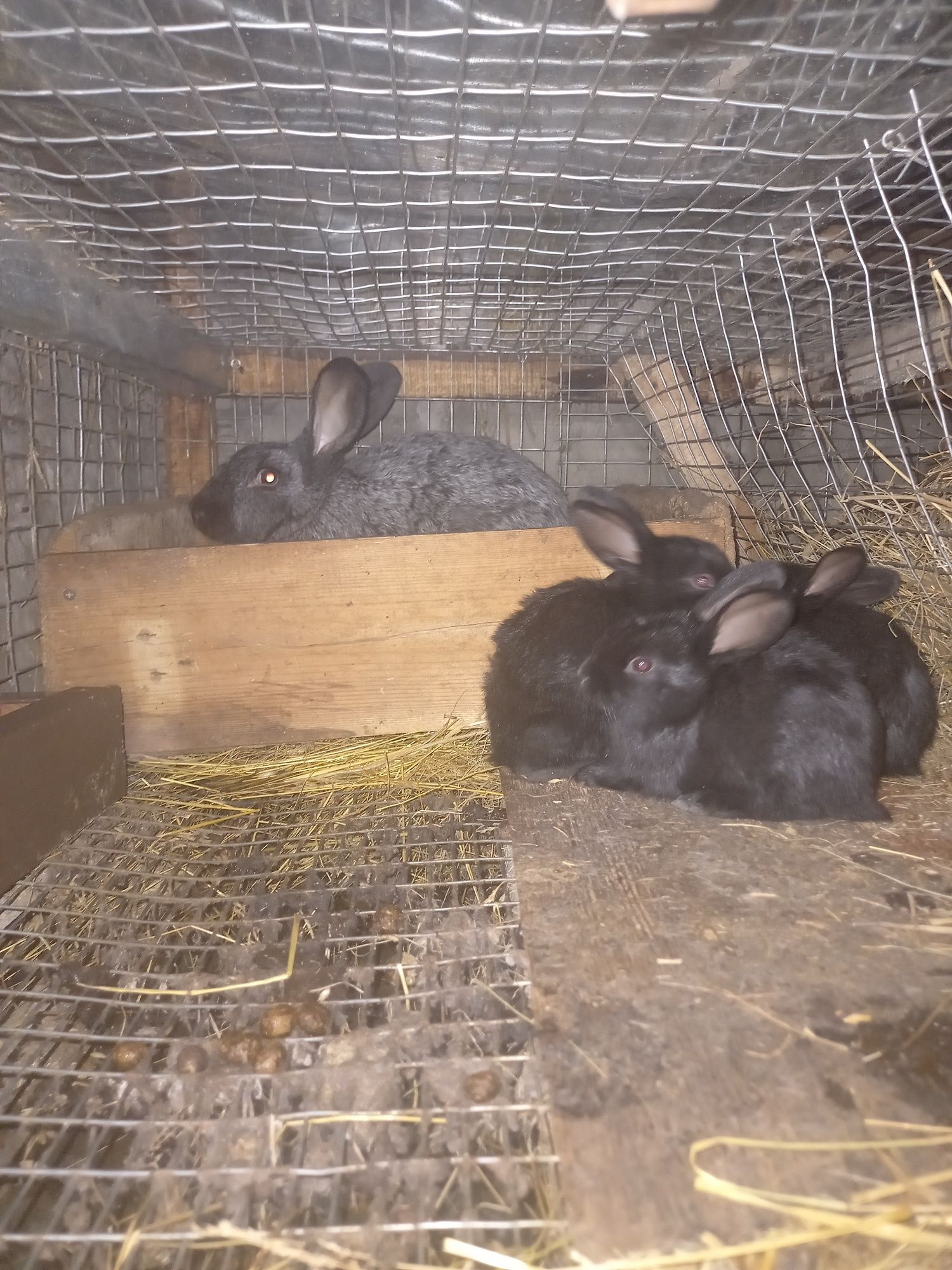 Продам різновозрастних кроликів,взрослі самці,самки з кроленятами.