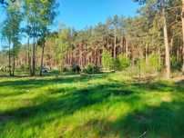 8000m2, Leśna polana j.  Józefowo, WZ, uzbrojona,las,Drwęca,415 tys.