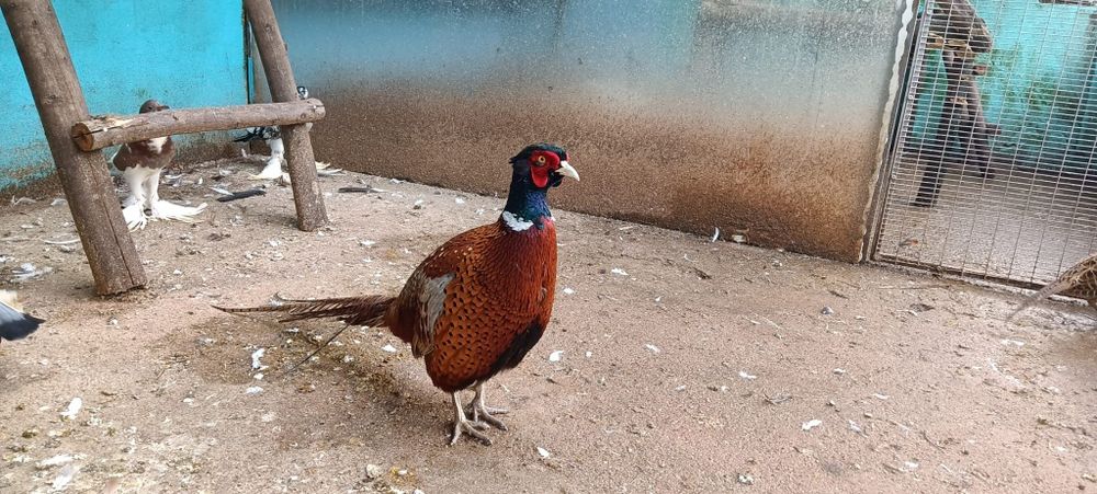 Casal de faisões de coleira