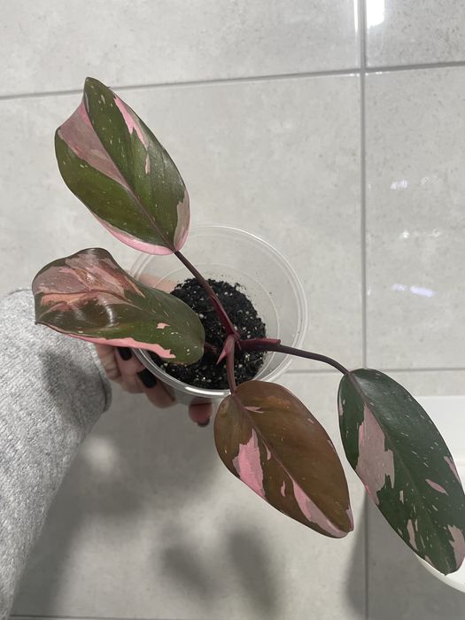 Філодендрон Pink Princess, Kobra yellow